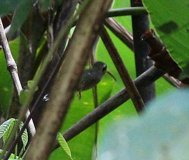 Полосатохвостый колибри-отшельник - ML568794161