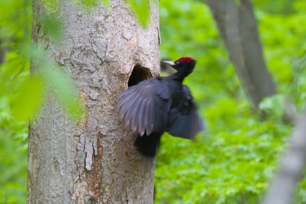 Black Woodpecker - bryan moon