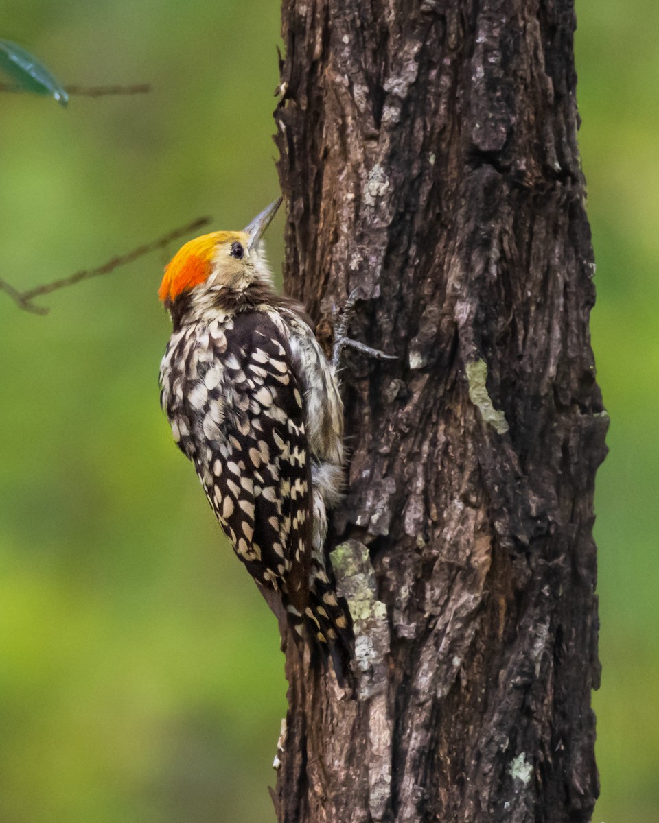 Yellow-crowned Woodpecker - Vikram S