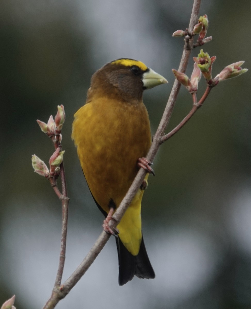 Evening Grosbeak - Jill Punches