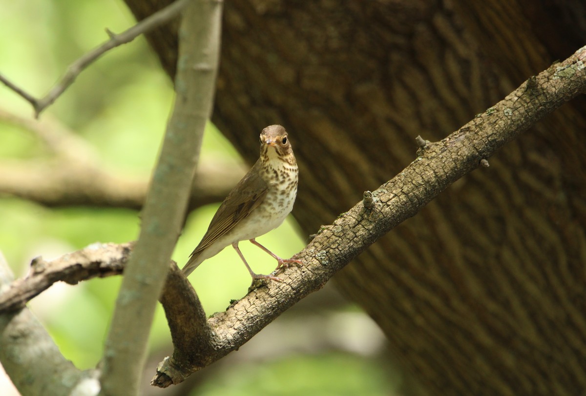 Swainson's Thrush - ML568797071