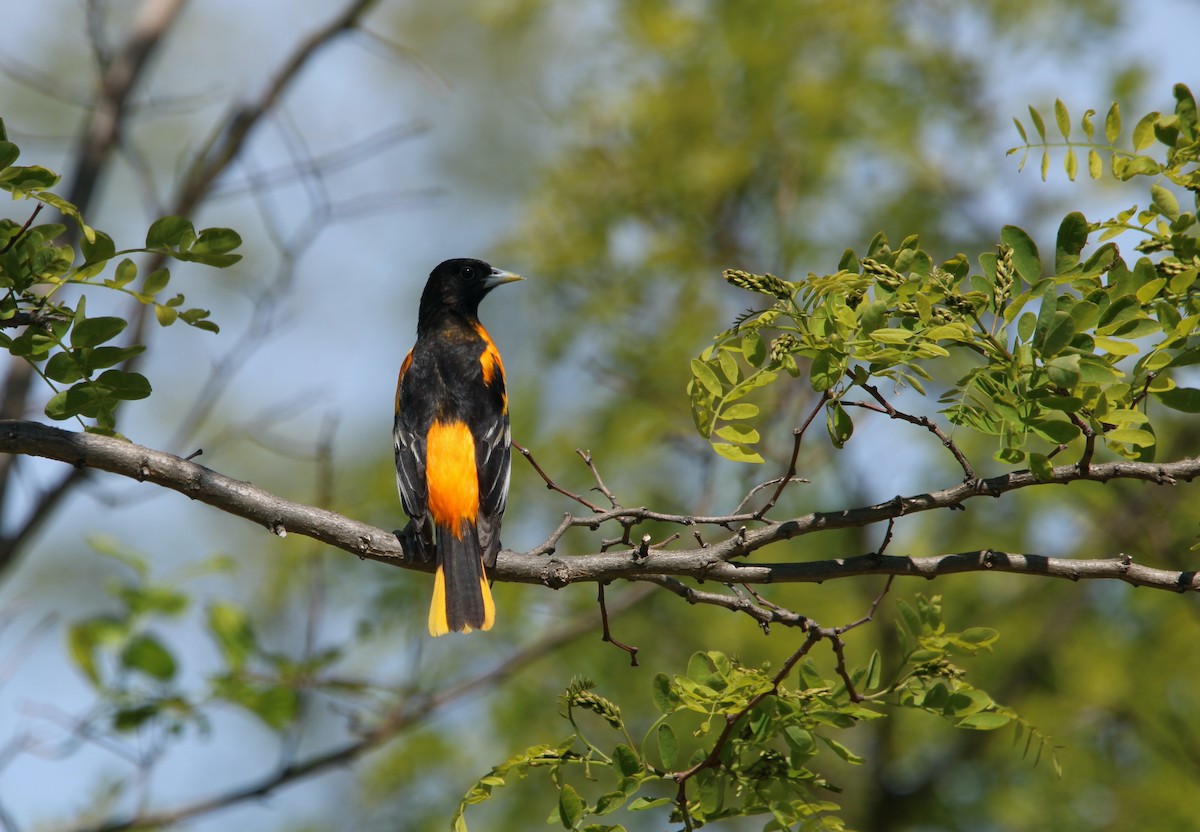 Baltimore Oriole - ML568797131