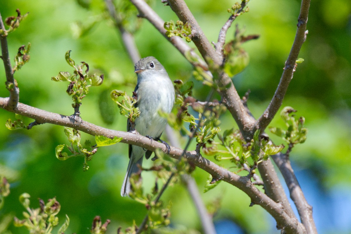 Least Flycatcher - ML568797401