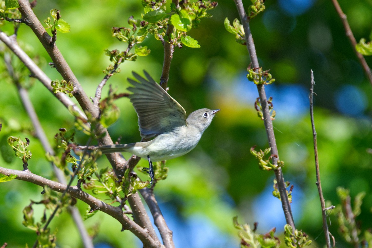 Least Flycatcher - ML568797411