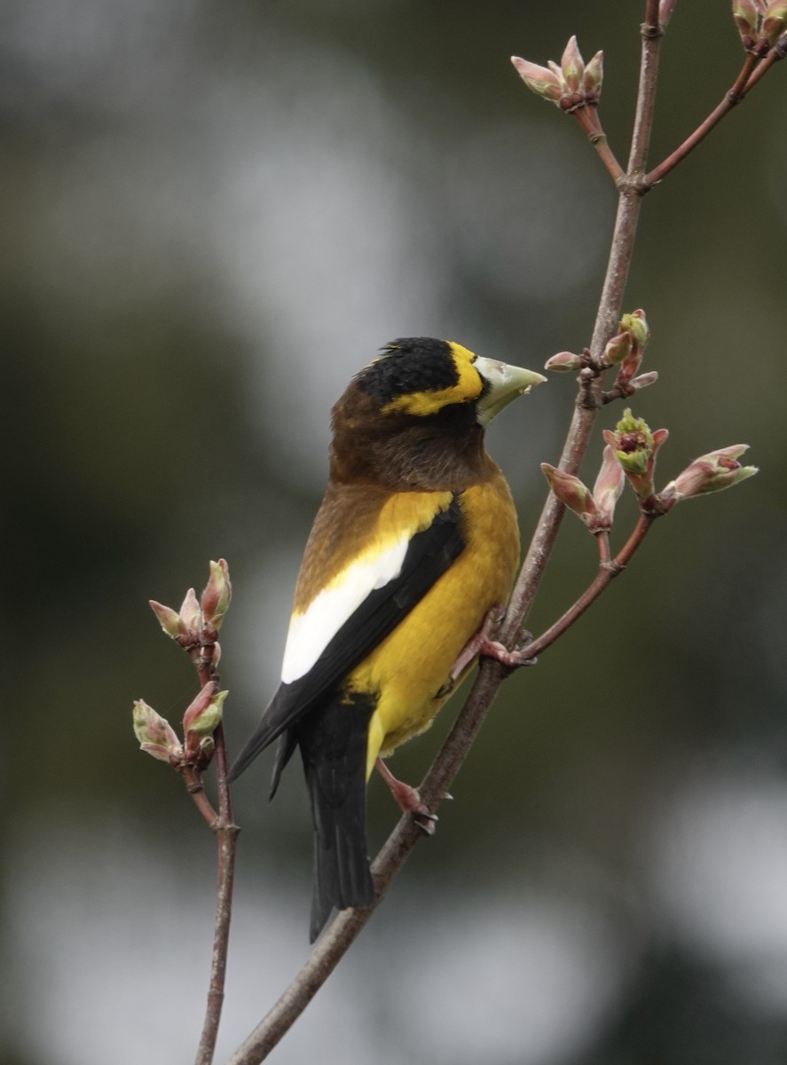 Evening Grosbeak - ML568798331