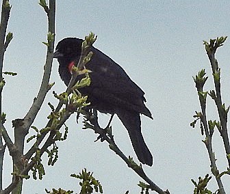 Red-winged Blackbird - ML568798441