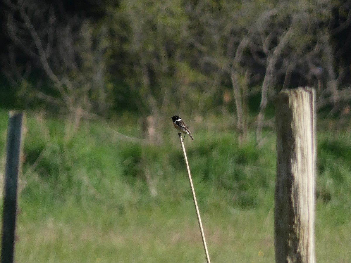 European Stonechat - ML568798581