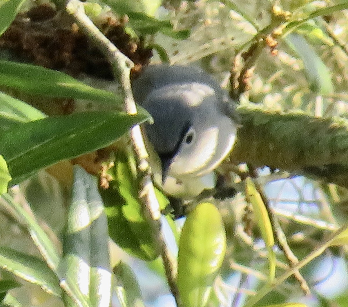 Blue-gray Gnatcatcher - ML568800391