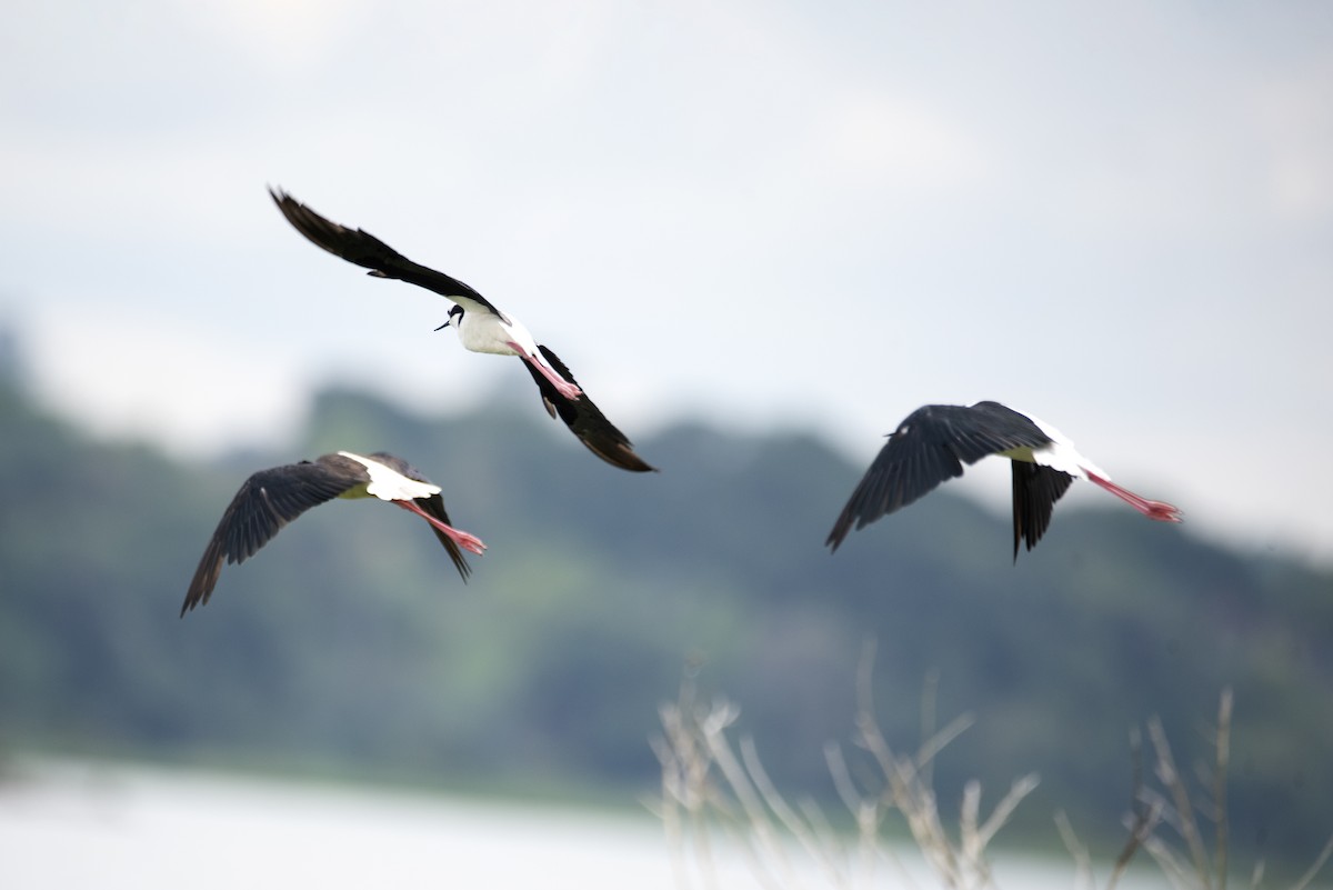 Black-necked Stilt - ML568800521