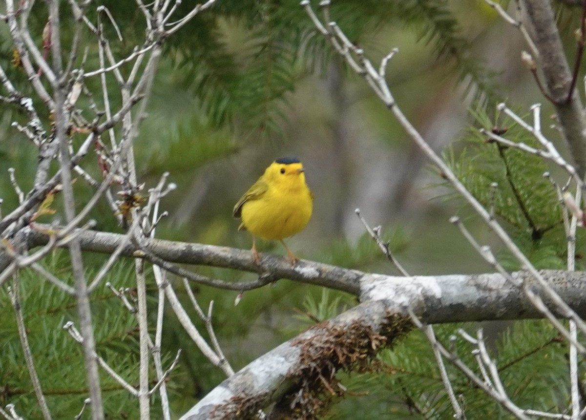 Wilson's Warbler - ML568801211