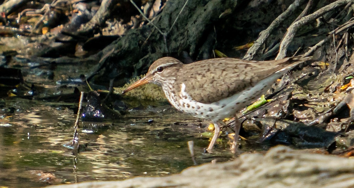 Spotted Sandpiper - ML568801471