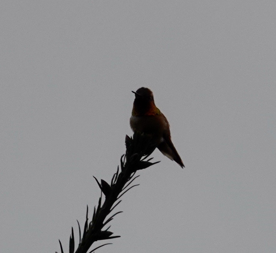 Rufous Hummingbird - ML568801491
