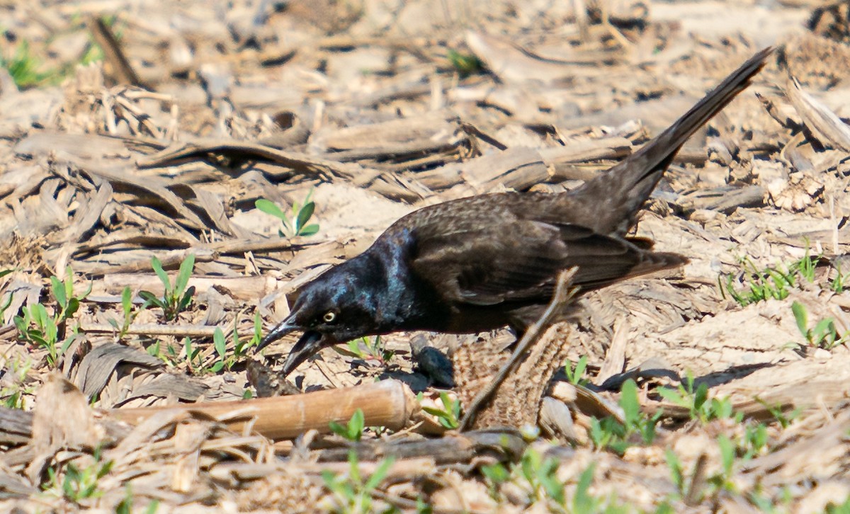 Common Grackle - ML568801621