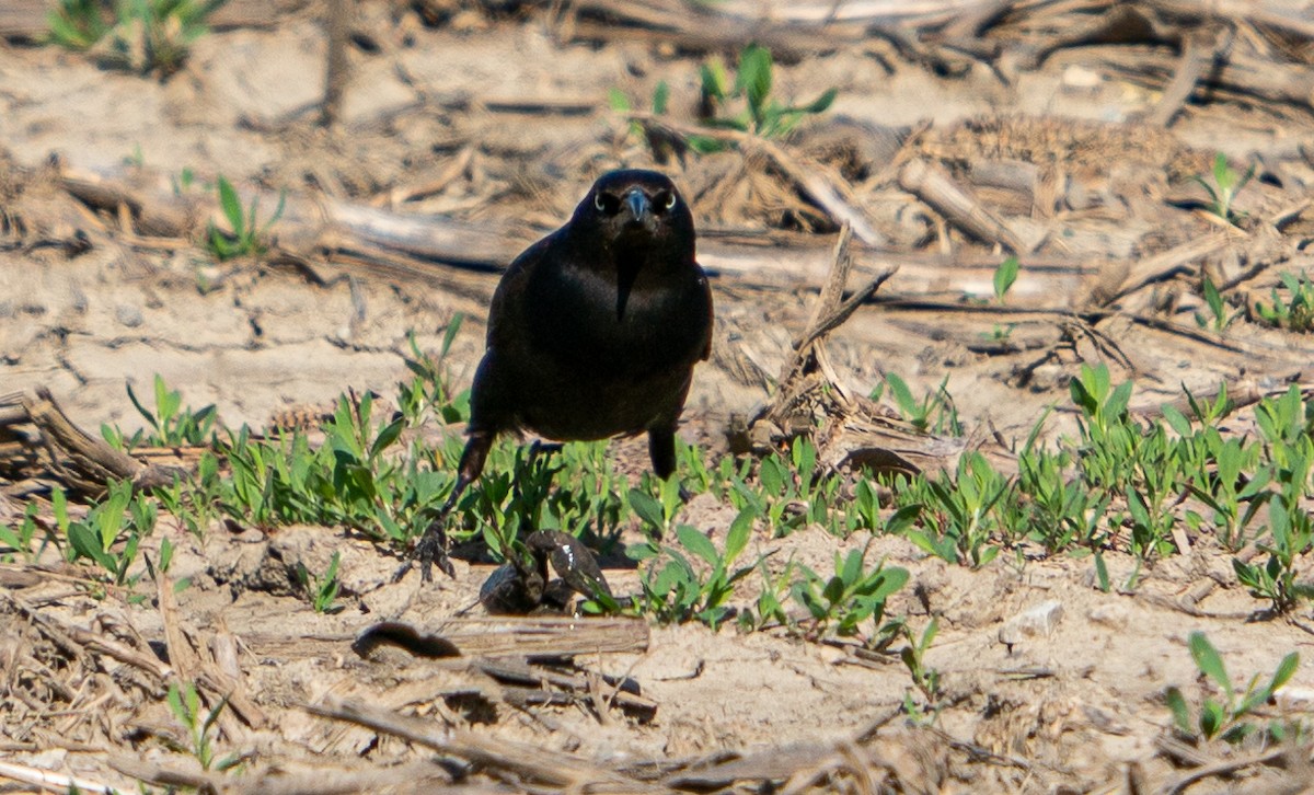 Common Grackle - ML568801631