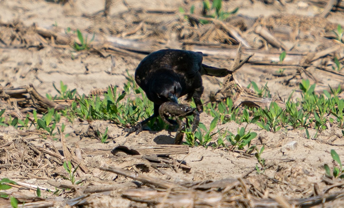 Common Grackle - ML568801641