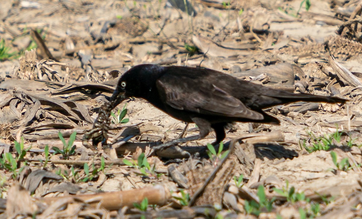 Common Grackle - ML568801651