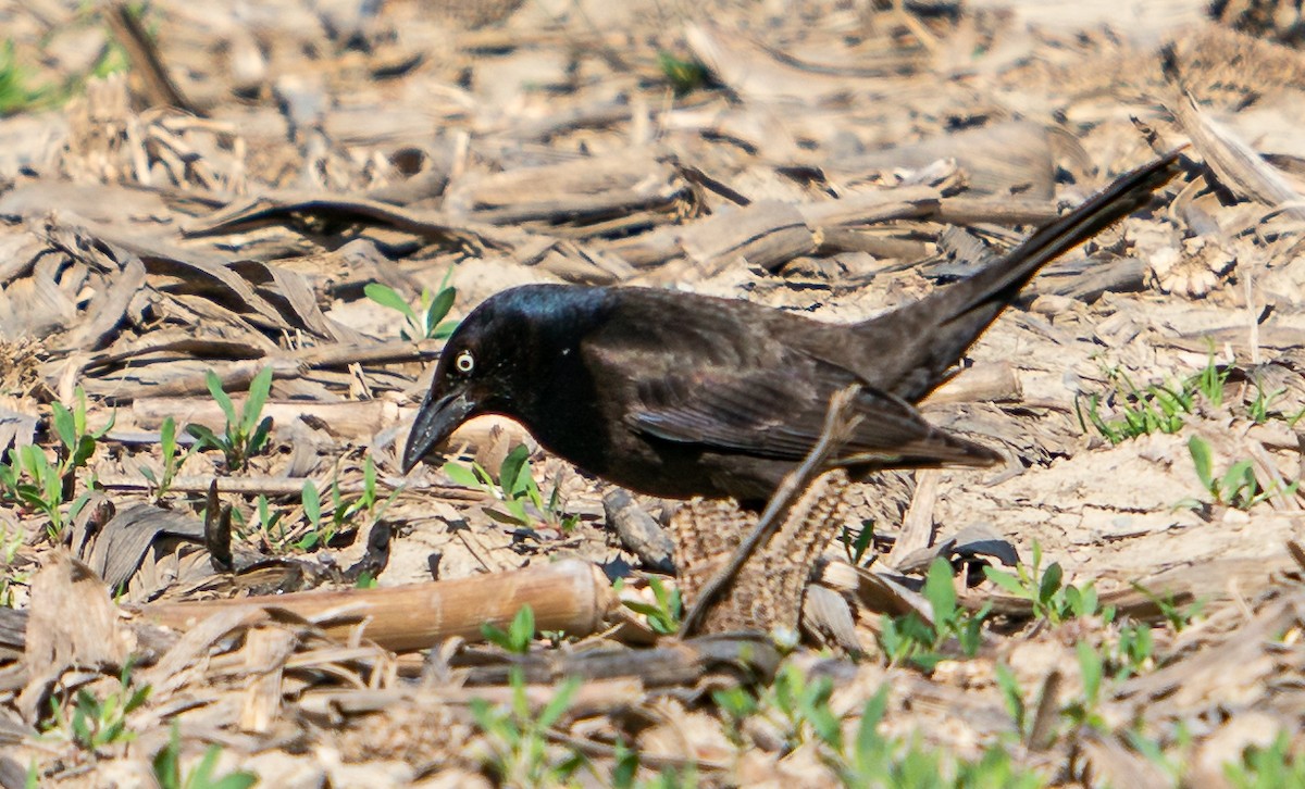 Common Grackle - ML568801661