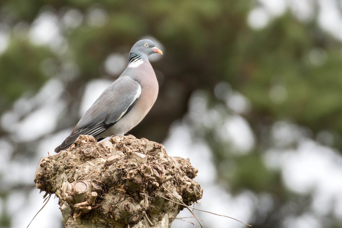 Common Wood-Pigeon - Eelke Snoeren