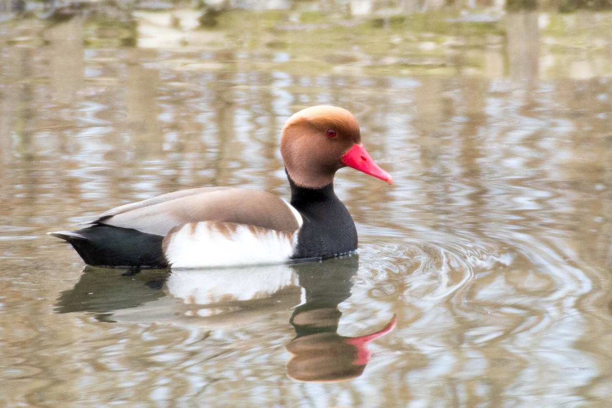 アカハシハジロ - ML568803111