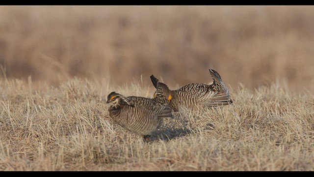 Greater Prairie-Chicken - ML568803661