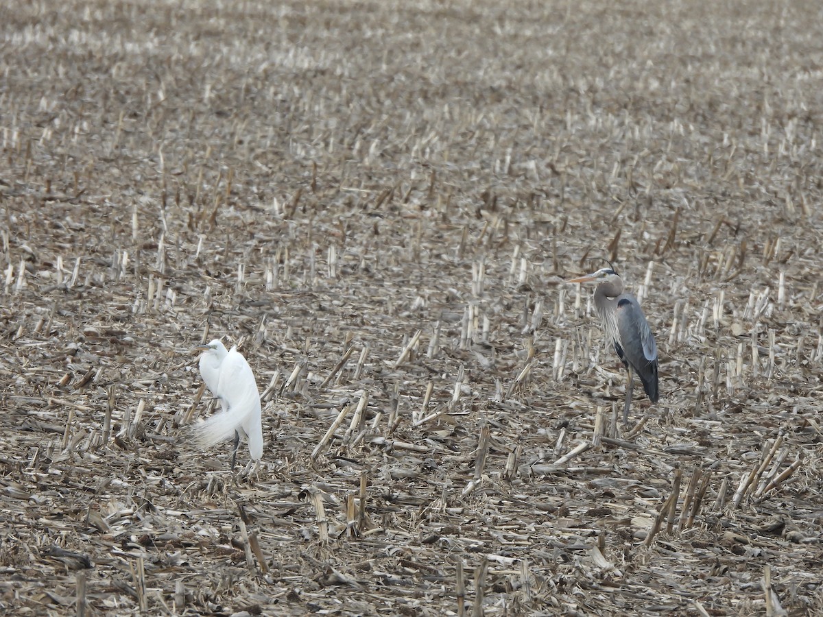 Great Egret - Luke Raso