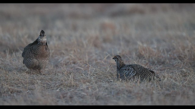 Sharp-tailed Grouse x Greater Prairie-Chicken (hybrid) - ML568804281