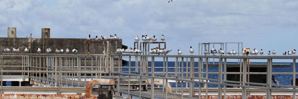 Sandwich Tern - ML568804561