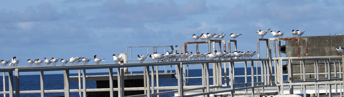 Sandwich Tern - ML568804821