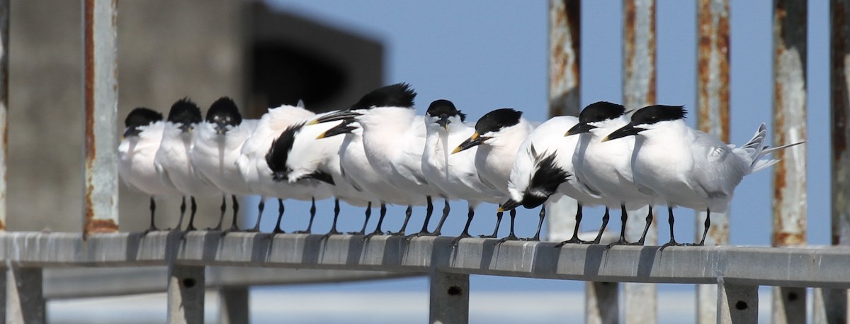 Sandwich Tern - ML568804871