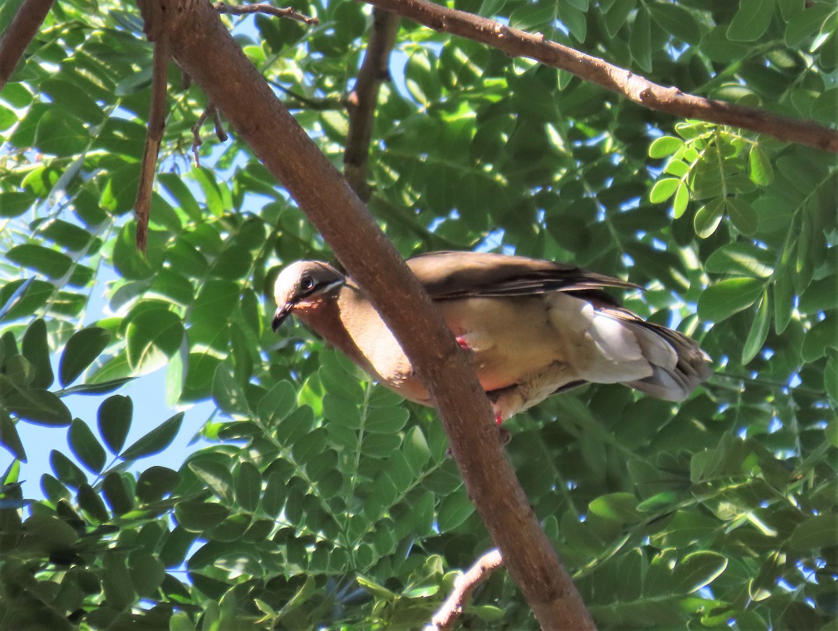 White-eared Brown-Dove - ML568804901