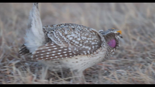 Sharp-tailed Grouse - ML568805001