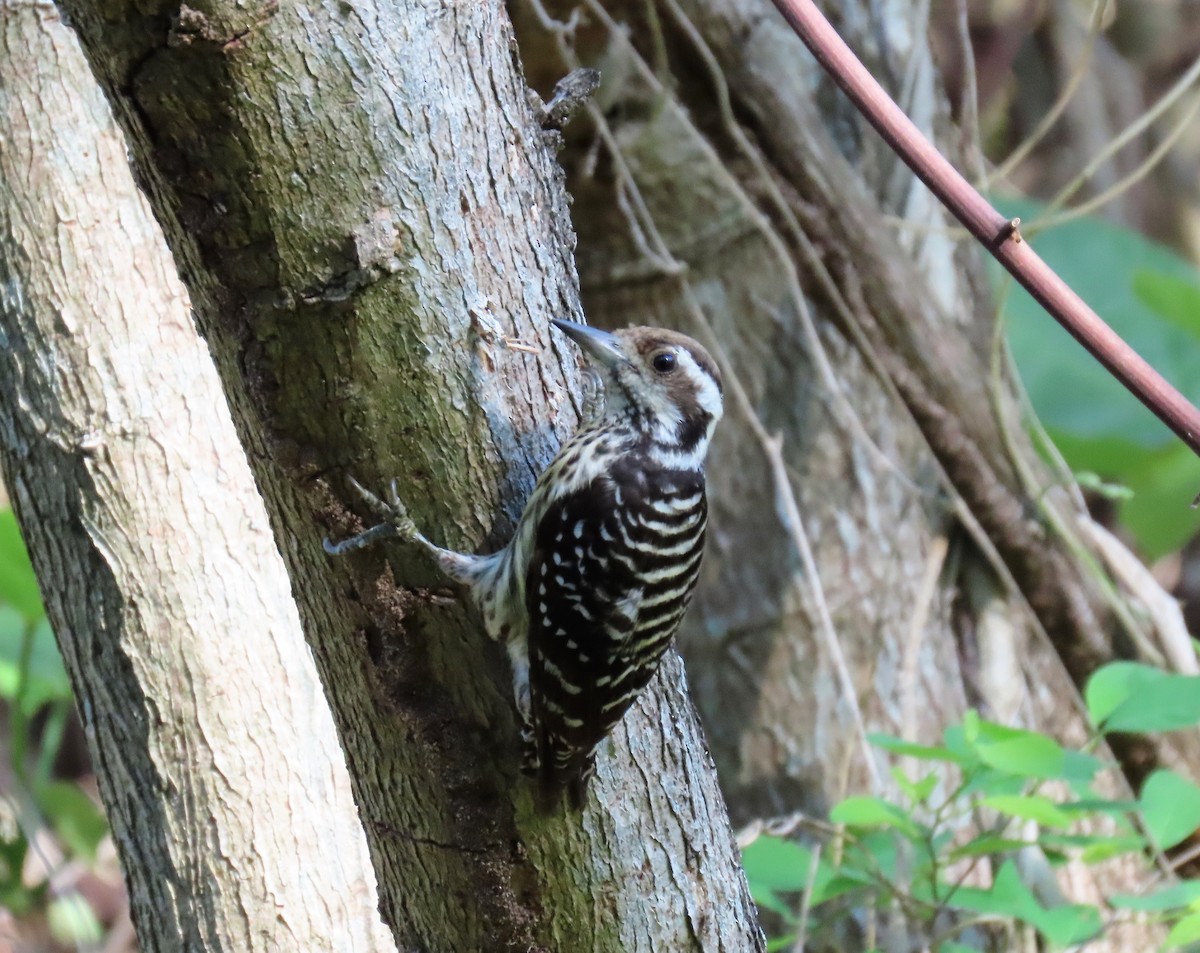 Philippine Pygmy Woodpecker - ML568805411