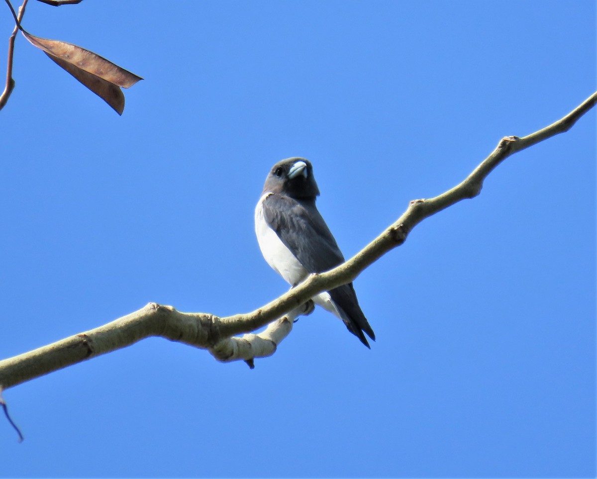 White-breasted Woodswallow - ML568805461