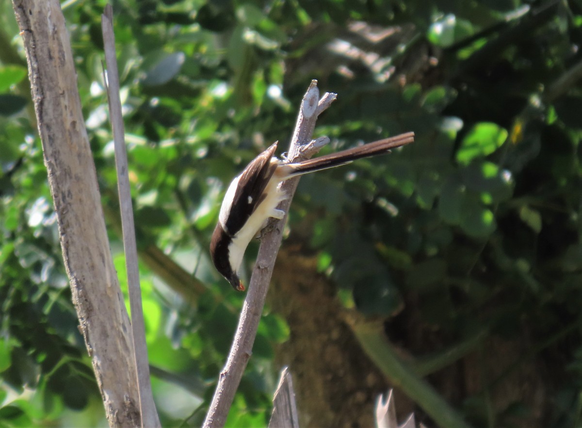 Long-tailed Shrike (nasutus Group) - ML568805591