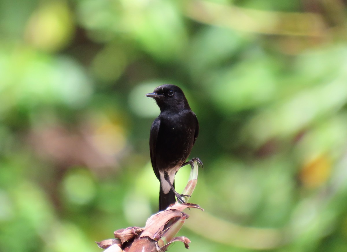 Pied Bushchat - Bosco Chan