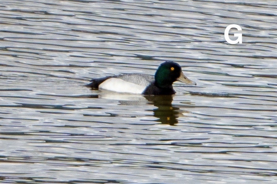 Greater Scaup - Winston Liu