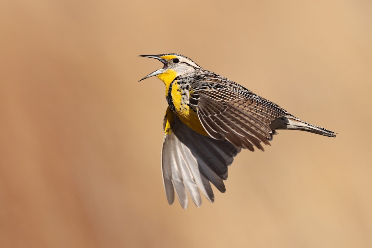 Western Meadowlark - Sam Zhang