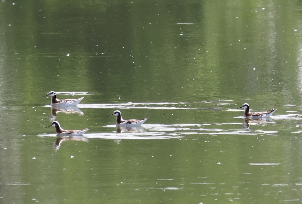 Wilson's Phalarope - Adrian Hall