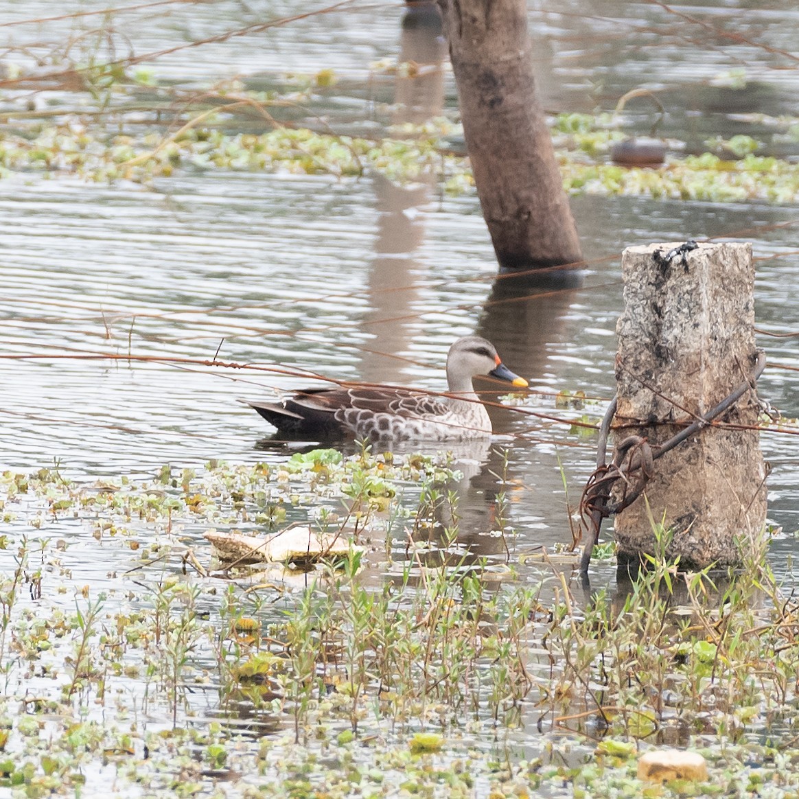 Indian Spot-billed Duck - ML568806121