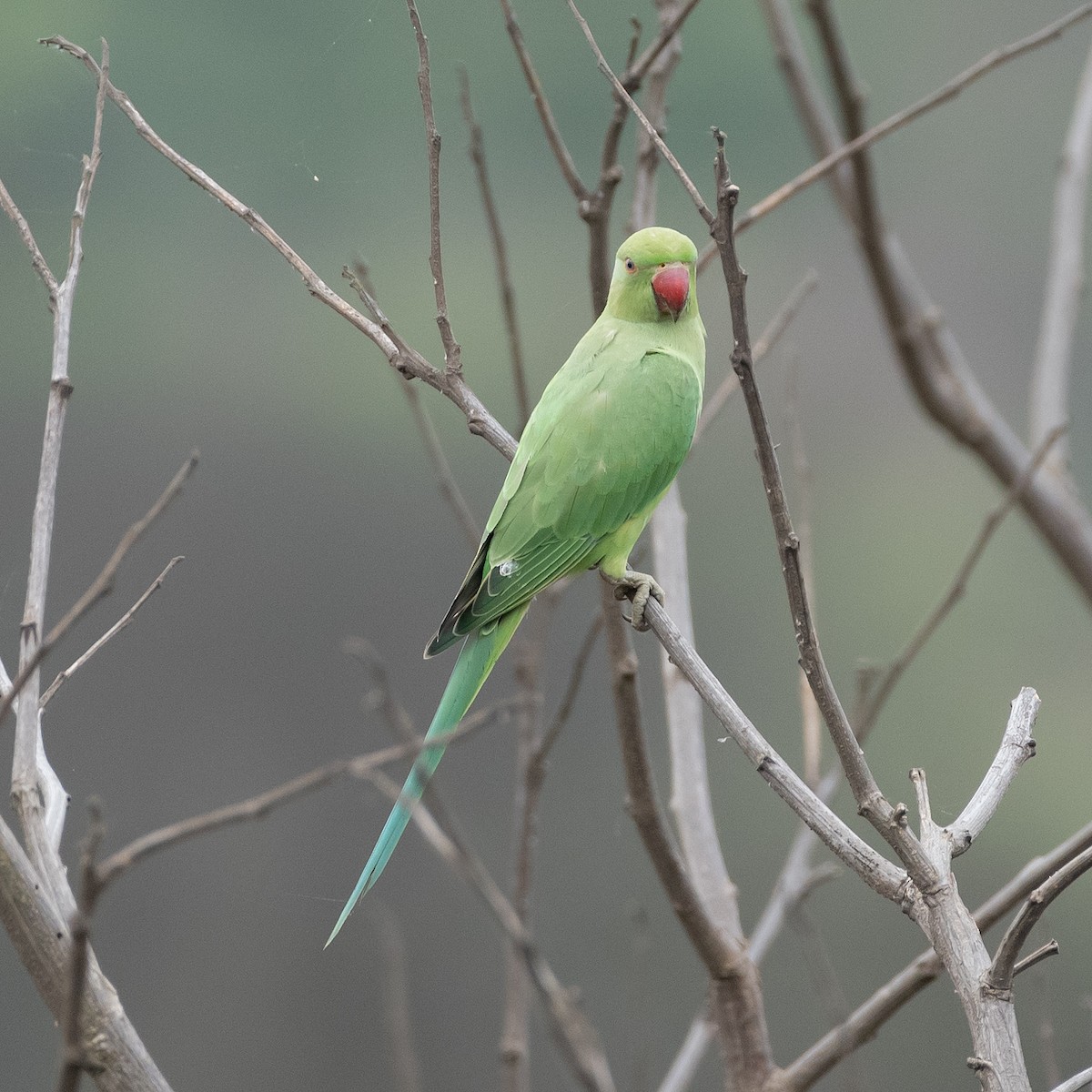 Rose-ringed Parakeet - Kashif A