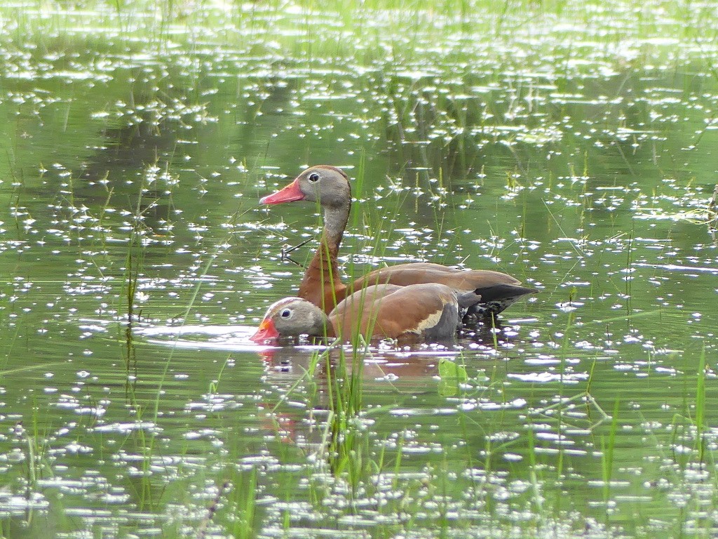 Dendrocygne à ventre noir - ML568806881