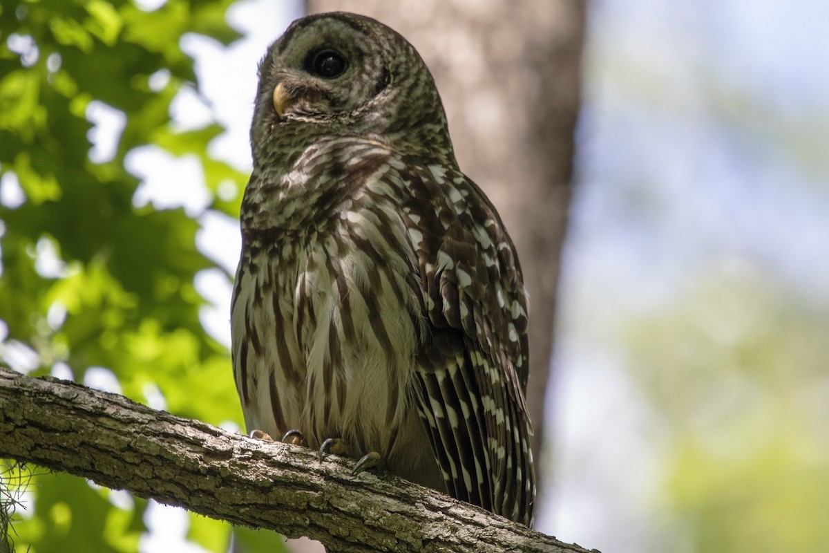 Barred Owl - ML568808061