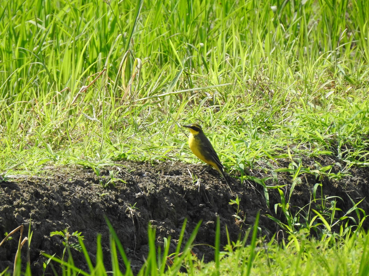 Eastern Yellow Wagtail - ML568808751