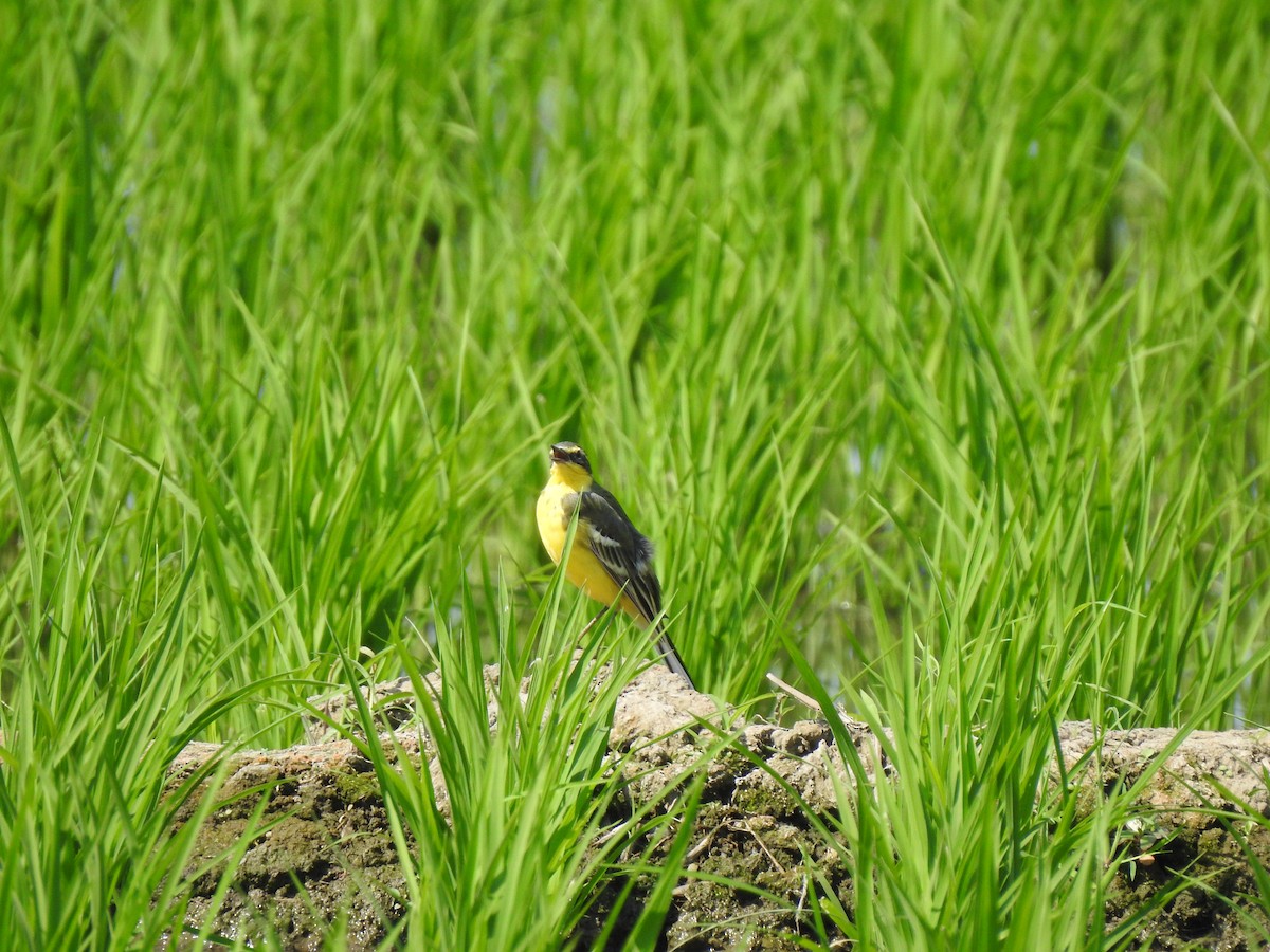 Eastern Yellow Wagtail - ML568808761