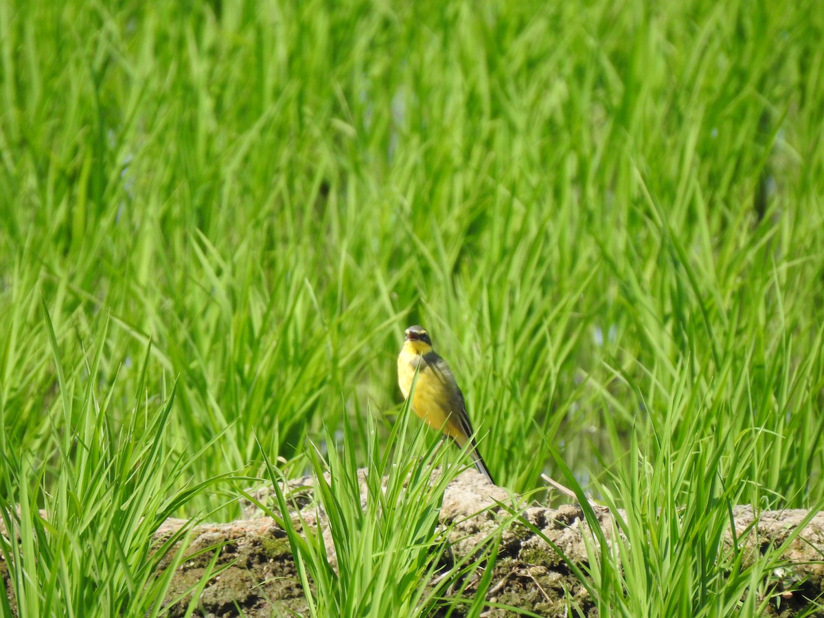 Eastern Yellow Wagtail - ML568808771