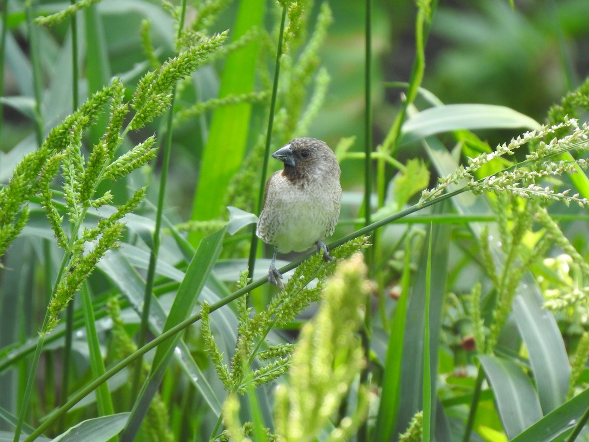 Scaly-breasted Munia - ML568808901