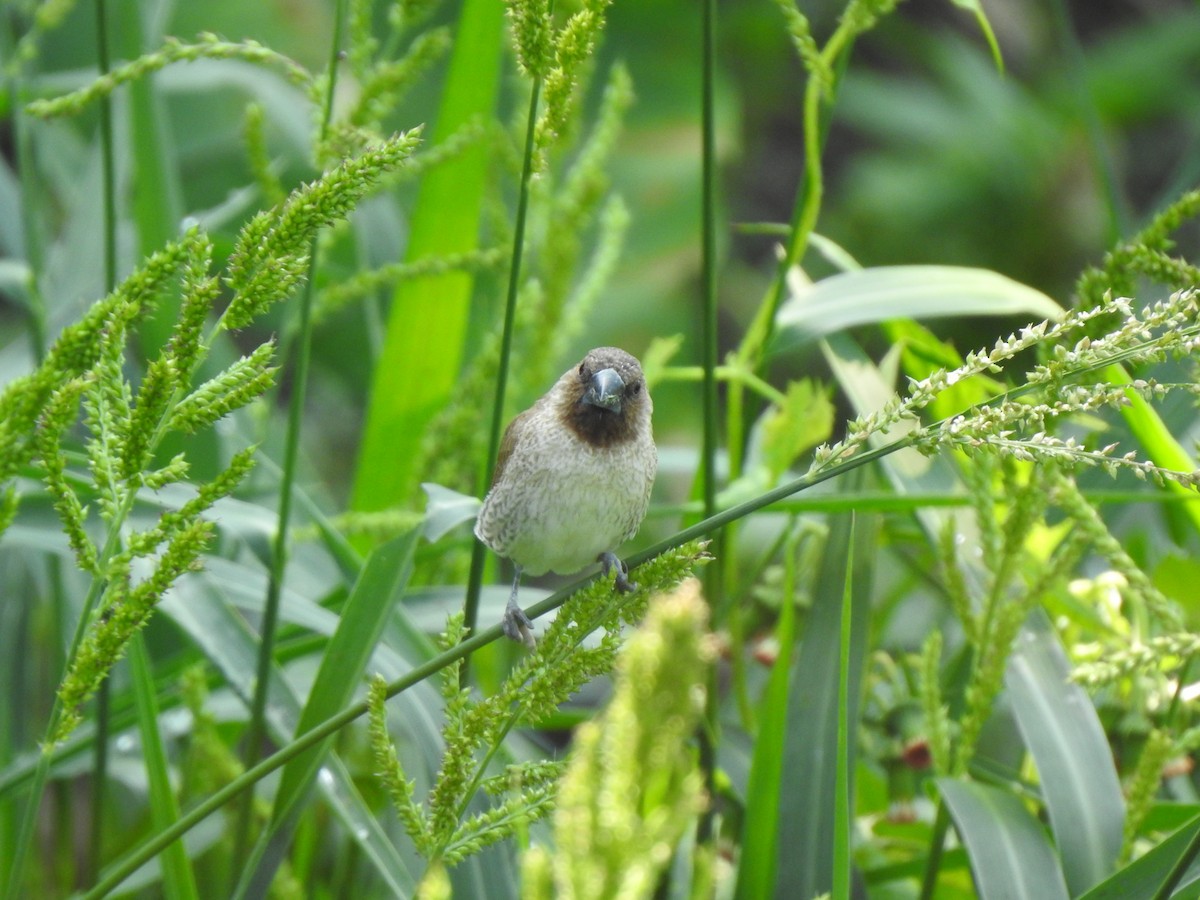 Scaly-breasted Munia - ML568808941