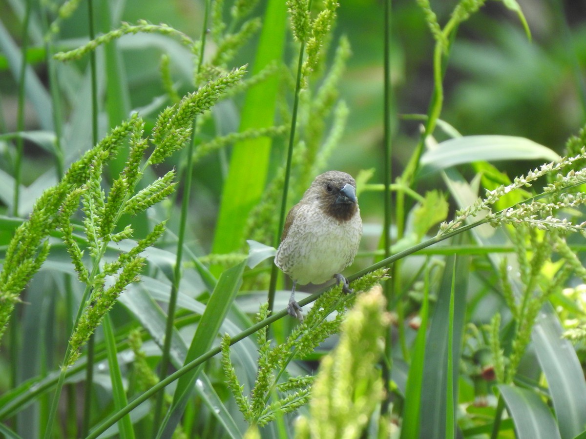 Scaly-breasted Munia - ML568808961