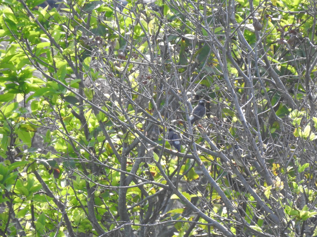 White-cheeked Starling - ML568809091