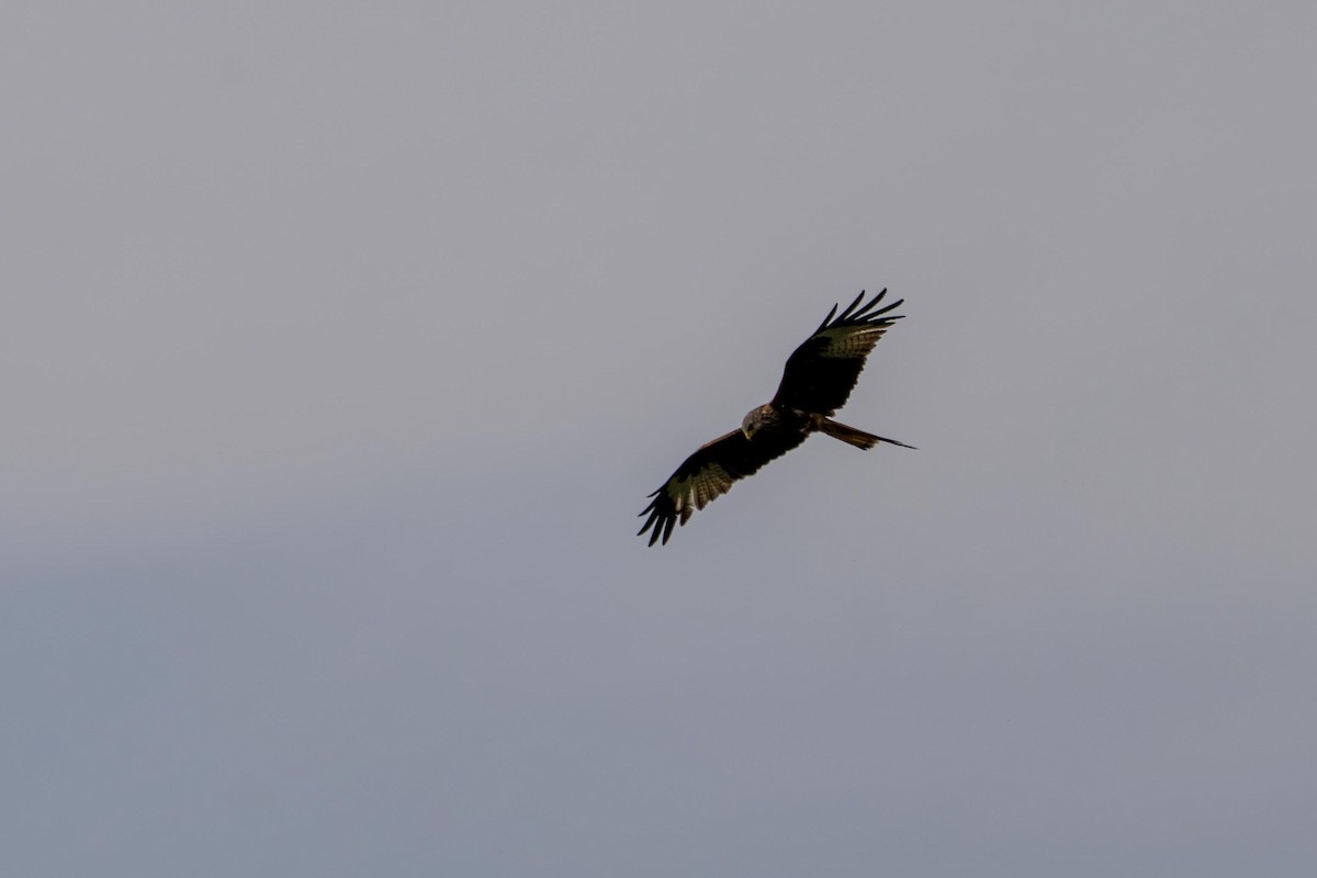 Black Kite - Holger Schneider